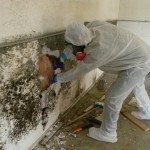 Black Mold Solution